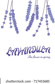 Blue lavender in spring. Blue flower is vector for card.