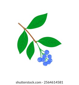 Blue Lilly Australian Symbol Vector Illustration