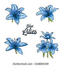 Blue lily flowers, set on white background, vector illustration