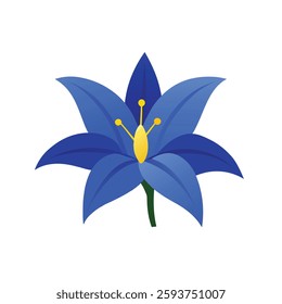 Blue lily on white background