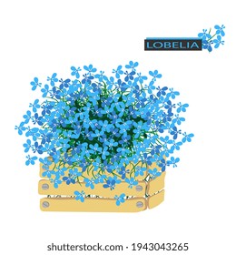 Blue lobelia flowers in a wooden box. Summer bouquet of lobelia. Floral composition on white background. Vector illustration.