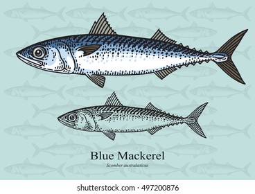 Blue Mackerel. Vector illustration with refined details and optimized stroke that allows the image to be used in small sizes (in packaging design, decoration, educational graphics, etc.)