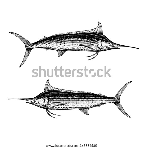 Blue Marlin Illustration Stock Vector Royalty Free 363884585