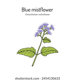 Blue mistflower, or wild ageratum (Conoclinium coelestinum), ornamental plant. Hand drawn botanical vector illustration