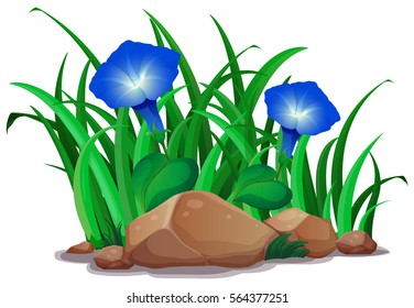 Blue morning glory in the garden illustration