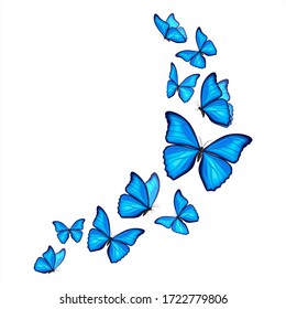 Blue morpho butterflies fly on white background. Vector illustration. Decorative print.