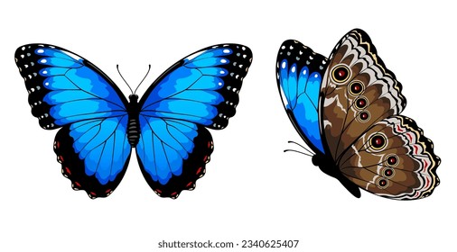 Blue morpho butterflies set. Vector illustration isolated on white background