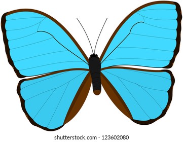 Blue Morpho Butterfly