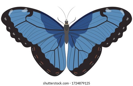 Blue Morpho butterfly. Beautiful insect in cartoon style.