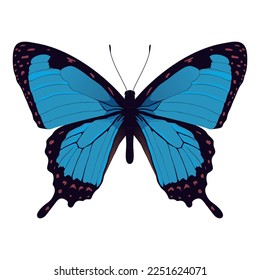 Blue Morpho Butterfly - Beautiful Insect Vector Illustration