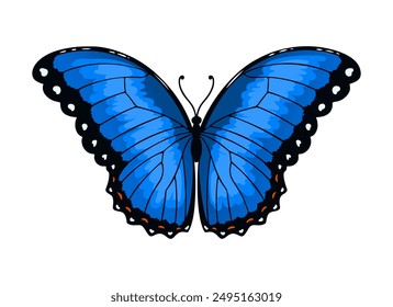 Blue Morpho butterfly. Beautiful blue wings big butterfly vector illustration isolated on white background.