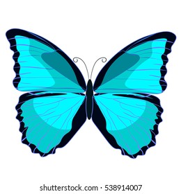 blue morpho the butterfly monarch  vector illustration