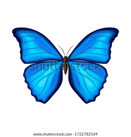 Blue morpho butterfly on white background. Vector illustration. Decorative print.