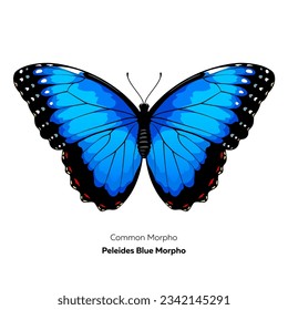 Mariposa morfo azul. Ilustración del vector aislada en fondo blanco