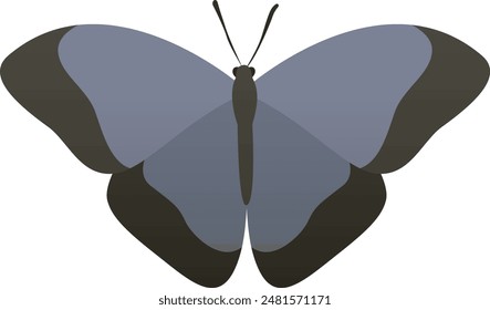 Blue morpho butterfly vector illustration with black and blue wings. Wild tropical insect isolated on white background.