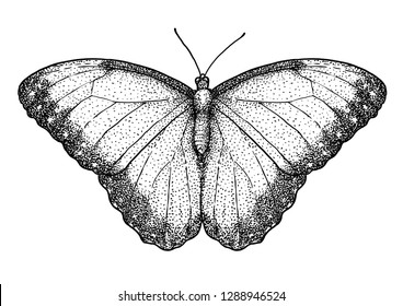 Blue morpho illustration, drawing, engraving, ink, line art, vector