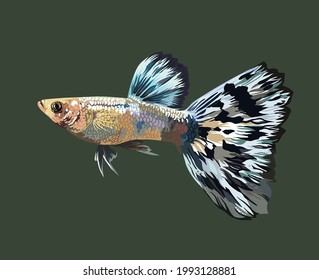 blue mosaic guppy fish, beautiful fish, category of small fish, vector