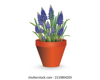 Blue muscari flowers in a plastic shipping pot for holiday gift, room decor or garden planting. Vector illustration for interior design, flower shop advertising, other. 