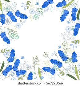 Blue muscari frame on white background