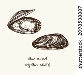 Blue mussel (Mytilus edulis). Ink black and white doodle drawing in woodcut style with inscription.