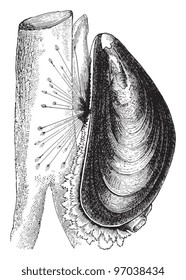 Blue mussel (Mytilus edulis) / vintage illustration from Meyers Konversations-Lexikon 1897