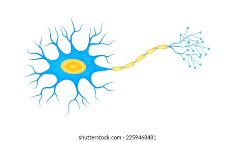 Blue neural net structure cell anatomy model isolated on a white background. Medicine and science concept. 3D Vector.