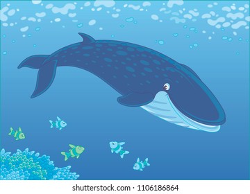 Blue northern whale swimming near a reef, vector illustration