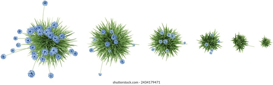 Blue oramental onion trees collection of top view isolated on transparent background