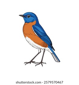 Blue and orange bird illustration, detailed feathers, standing profile view.