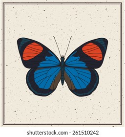 Blue and orange butterfly - vector illustration