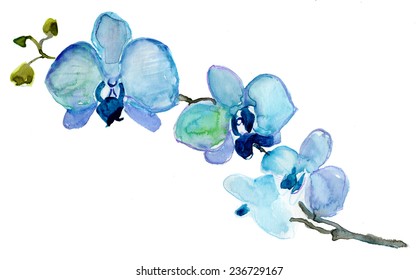 Blue Orchid flower. Watercolor floral illustration. Floral decorative element. Vector floral background.
