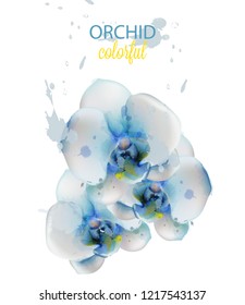 Blue orchid flowers watercolor isolated Vector. Delicate floral decorations