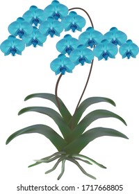 Blue orchid with two branches