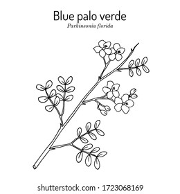 Blue palo verde (Parkinsonia florida)  edible   ornamental plant  state tree Arizona  Hand drawn botanical vector illustration