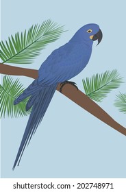 Blue parrot. 