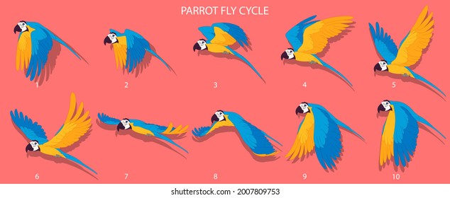 Blue Parrot Fly cycle frame by frame loopable vector file ready for 2D animation, the editable Illustration source file for motion graphics, infographics, animated video, explanatory, E-learning 