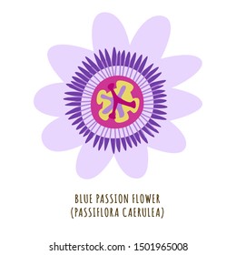 Blue passion flower flat vector botanical illustration. Hand drawing of exotic, tropical plant. Isolated clipart with typography. Icon, logo design element for florist shop business 