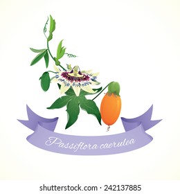 Passiflora caerulea