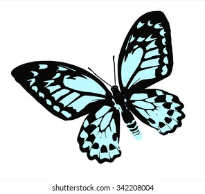 Blue pastel butterfly, isolated on white background