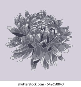 Blue pastel colored chrysanthemum. Colored and lined chrysanthemum flower