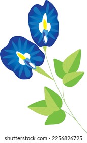 Blue pea flower or Blue Butterfly pea vector illustration on white background. Healthy medicinal herbs. 