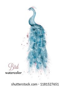 Blue Peacock Watercolor Vector. Blue Colorful Bird Illustration Painted Style