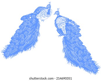 Blue Peacocks isolated on white background. Vector illustration 