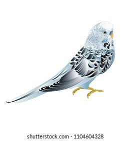 Blue pet parakeet ,Budgerigar, or budgie or shell parakeet home pet on a white background vintage vector illustration editable hand draw