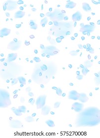 Blue petals background. A lot of falling petals on white background. Vector spring template.