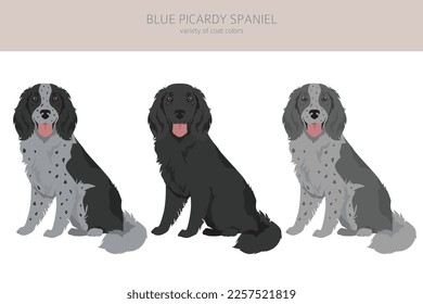 Blue Picardy Spaniel clipart. Different coat colors and poses set.  Vector illustration