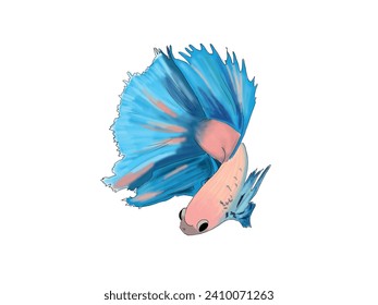 blue and pink colored beta fish vector illustration. Aquarium betta fish with huge fins. Sealife and zoology. Fauna of underwater, tropical and exotic water dweller. 