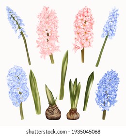 Blue And Pink Flowers Hyacinths Easter Holidays
