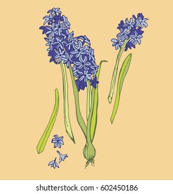 blue and pink hyacinths