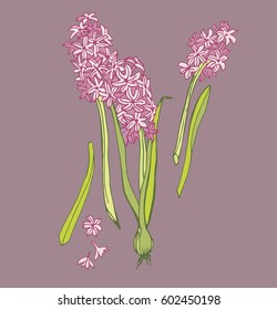 blue and pink hyacinths